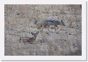 18TarangirePMGameDrive - 52 * Blackbacked Jackals.